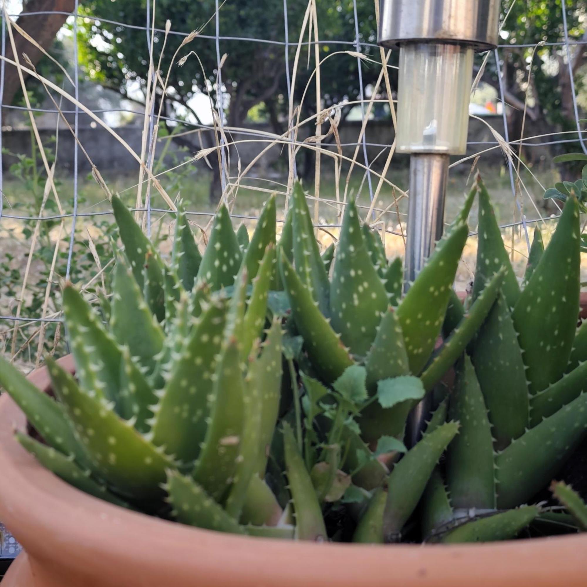 Apartment Garden N1 *
