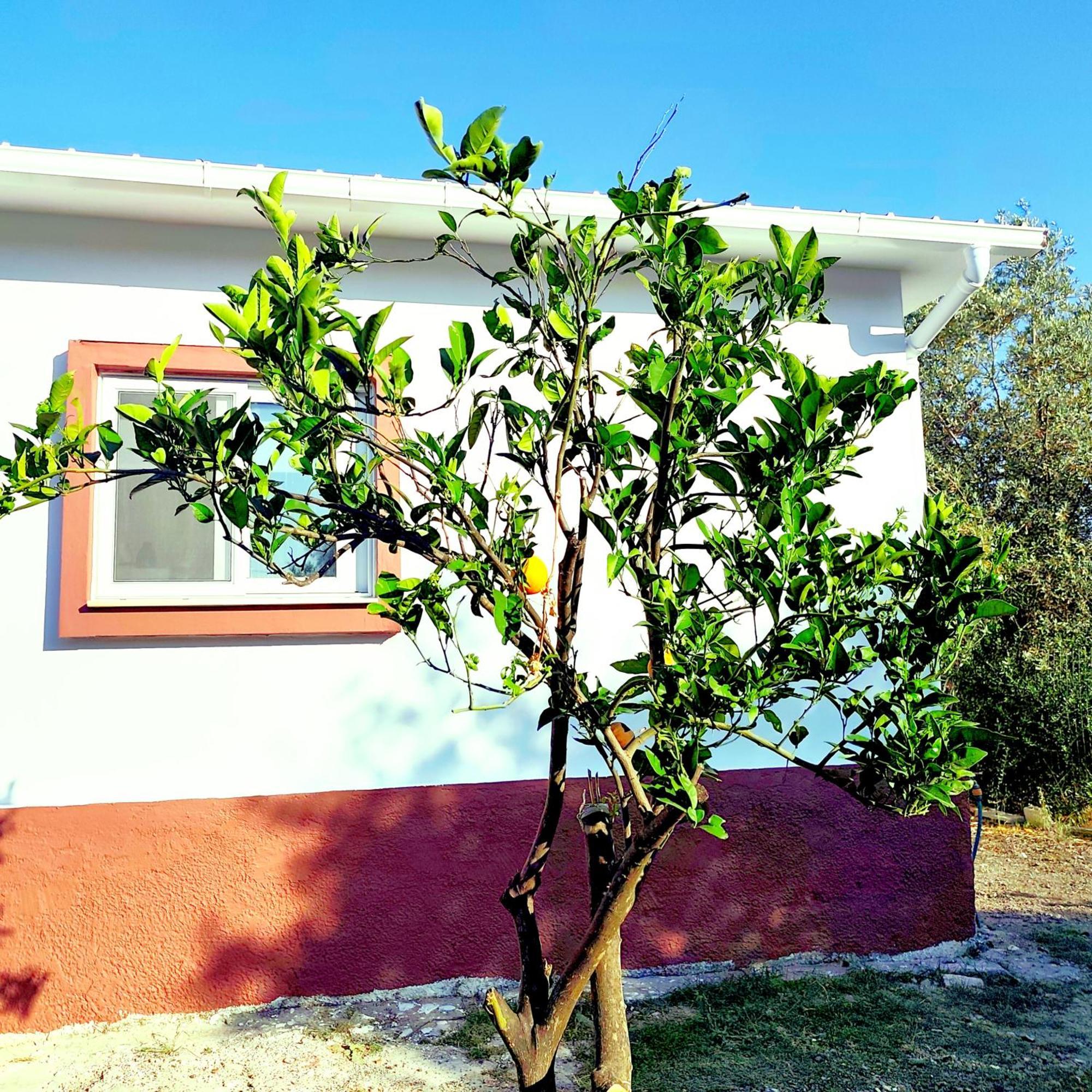 Apartment Garden N1 Archangelos (Rhodes)