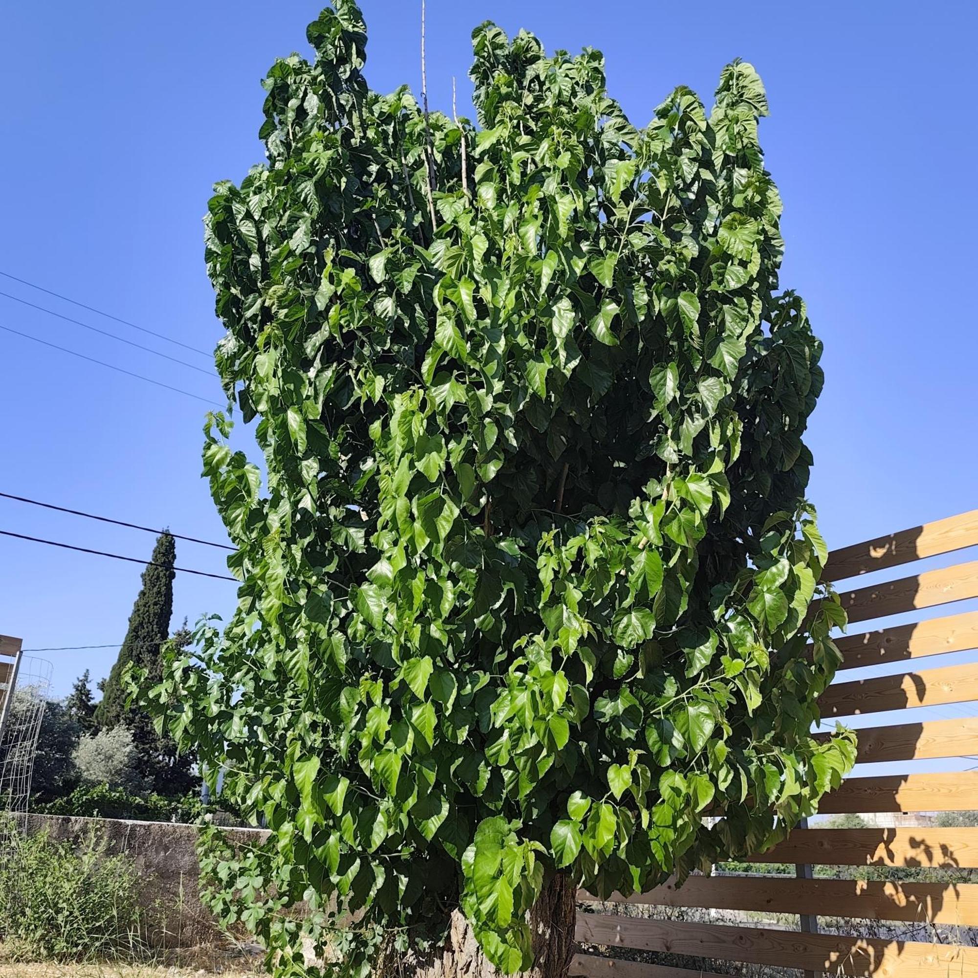 Garden N1 Apartment *